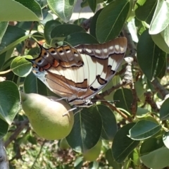 Charaxes sempronius (Tailed Emperor) at Spence, ACT - 14 Dec 2019 by Laserchemisty