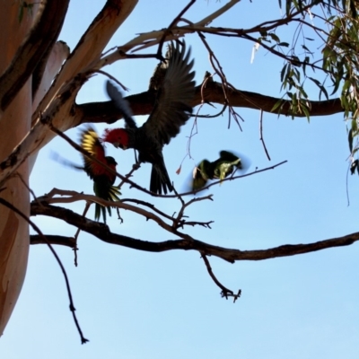 Callocephalon fimbriatum (Gang-gang Cockatoo) at Hughes, ACT - 12 Dec 2019 by LisaH