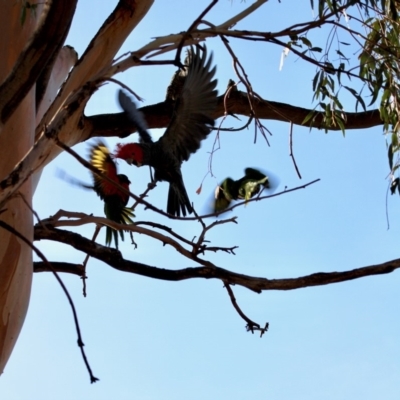 Callocephalon fimbriatum (Gang-gang Cockatoo) at Hughes, ACT - 13 Dec 2019 by LisaH