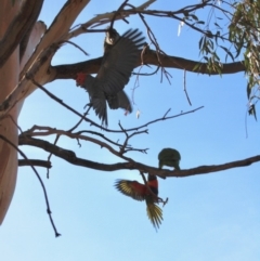 Callocephalon fimbriatum at Hughes, ACT - suppressed