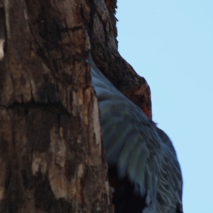 Callocephalon fimbriatum at Hughes, ACT - 13 Dec 2019