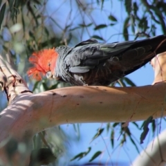 Callocephalon fimbriatum at Hughes, ACT - 13 Dec 2019