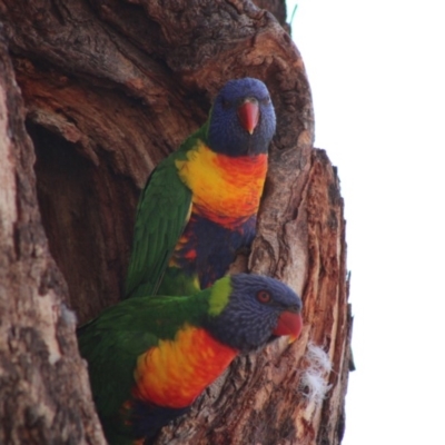 Trichoglossus moluccanus (Rainbow Lorikeet) at Hughes, ACT - 12 Dec 2019 by LisaH