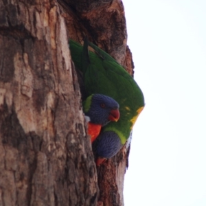 Trichoglossus moluccanus at Hughes, ACT - 13 Dec 2019 08:29 AM