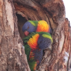 Trichoglossus moluccanus at Hughes, ACT - 13 Dec 2019 08:29 AM