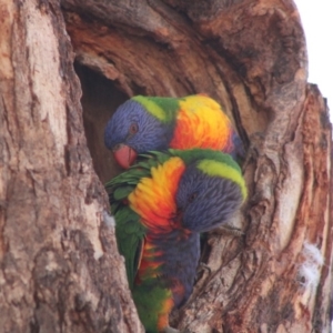 Trichoglossus moluccanus at Hughes, ACT - 13 Dec 2019 08:29 AM