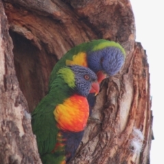 Trichoglossus moluccanus at Hughes, ACT - 13 Dec 2019 08:29 AM