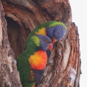 Trichoglossus moluccanus at Hughes, ACT - 13 Dec 2019