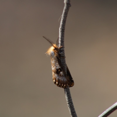 Epicoma contristis (Yellow-spotted Epicoma Moth) at Red Hill, ACT - 12 Dec 2019 by LisaH