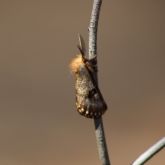 Epicoma contristis at Red Hill, ACT - 13 Dec 2019