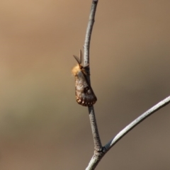 Epicoma contristis at Red Hill, ACT - 13 Dec 2019