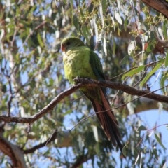 Polytelis swainsonii (Superb Parrot) at Red Hill, ACT - 14 Dec 2019 by LisaH