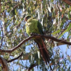 Polytelis swainsonii at Red Hill, ACT - suppressed