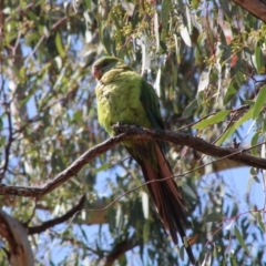 Polytelis swainsonii at Red Hill, ACT - 14 Dec 2019