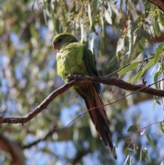 Polytelis swainsonii at Red Hill, ACT - suppressed