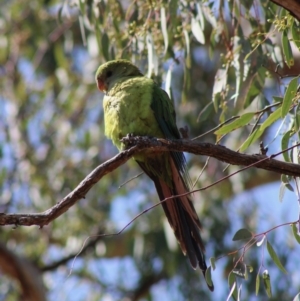 Polytelis swainsonii at Red Hill, ACT - suppressed