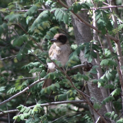 Cracticus torquatus (Grey Butcherbird) at Red Hill Nature Reserve - 13 Dec 2019 by LisaH