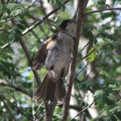 Cracticus torquatus at Red Hill, ACT - 14 Dec 2019 09:43 AM