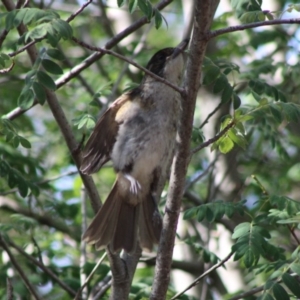 Cracticus torquatus at Red Hill, ACT - 14 Dec 2019