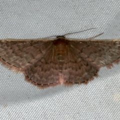 Idaea inversata (Purple Wave) at Rosedale, NSW - 16 Nov 2019 by jb2602