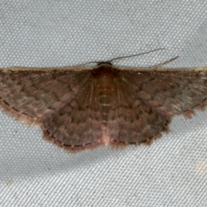 Idaea inversata at Rosedale, NSW - 16 Nov 2019