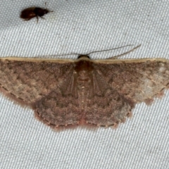 Idaea inversata at Rosedale, NSW - 16 Nov 2019