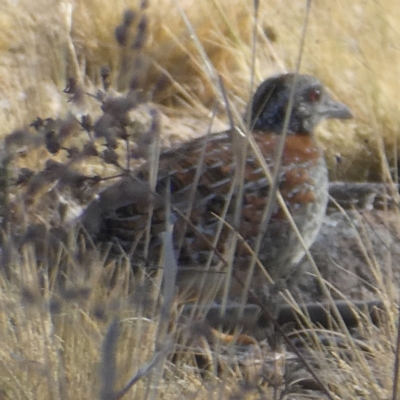 Turnix varius (Painted Buttonquail) at Googong, NSW - 13 Dec 2019 by Wandiyali