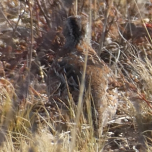 Turnix varius at Googong, NSW - 14 Dec 2019 09:02 AM