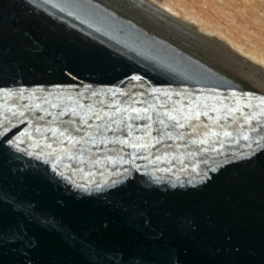 Phelotis cognata (Long-fringed Bark Moth) at Rosedale, NSW - 16 Nov 2019 by jbromilow50