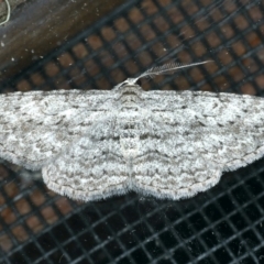 Phelotis cognata at Rosedale, NSW - 16 Nov 2019