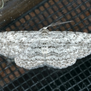 Phelotis cognata at Rosedale, NSW - 16 Nov 2019 11:38 PM