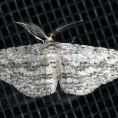 Phelotis cognata at Rosedale, NSW - 16 Nov 2019 11:38 PM