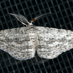 Phelotis cognata at Rosedale, NSW - 16 Nov 2019