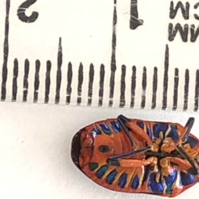 Scutiphora pedicellata (Metallic Jewel Bug) at Aranda, ACT - 14 Dec 2019 by Jubeyjubes
