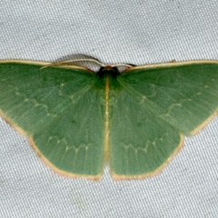 Chlorocoma dichloraria (Guenee's or Double-fringed Emerald) at Rosedale, NSW - 16 Nov 2019 by jb2602