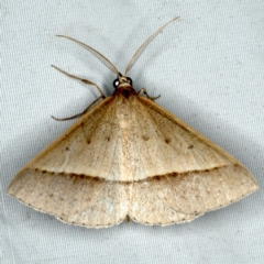 Epidesmia tryxaria (Neat Epidesmia) at Rosedale, NSW - 16 Nov 2019 by jb2602