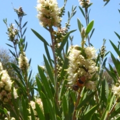 Eumeninae (subfamily) (Unidentified Potter wasp) at Sth Tablelands Ecosystem Park - 28 Nov 2019 by AndyRussell