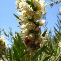 Eumeninae (subfamily) at Molonglo Valley, ACT - 28 Nov 2019