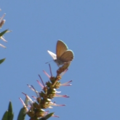 Nacaduba biocellata (Two-spotted Line-Blue) at Fyshwick, ACT - 14 Dec 2019 by Christine