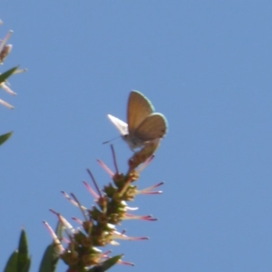 Nacaduba biocellata at Fyshwick, ACT - 14 Dec 2019