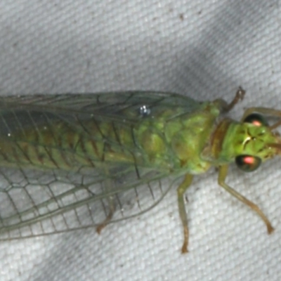 Mallada signatus (Green Lacewing) at Rosedale, NSW - 16 Nov 2019 by jbromilow50