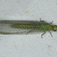 Mallada signatus at Rosedale, NSW - 16 Nov 2019 09:13 PM