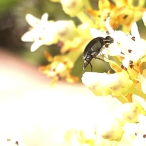 Mordellidae (family) at Aranda, ACT - 14 Dec 2019 03:57 PM