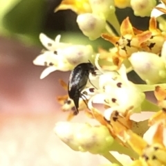 Mordellidae (family) at Aranda, ACT - 14 Dec 2019 03:57 PM