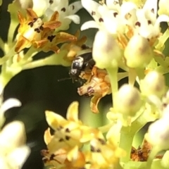 Mordellidae (family) at Aranda, ACT - 14 Dec 2019 03:57 PM