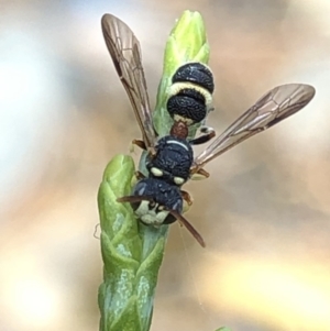 Cerceris sp. (genus) at Aranda, ACT - 14 Dec 2019 03:47 PM