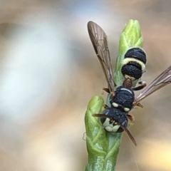 Cerceris sp. (genus) at Aranda, ACT - 14 Dec 2019 03:47 PM