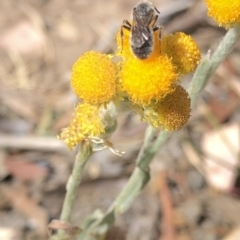 Unverified Bee (Hymenoptera, Apiformes) at Aranda, ACT - 14 Dec 2019 by Jubeyjubes