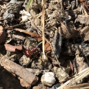 Melophorus rufoniger at Aranda, ACT - 14 Dec 2019 03:22 PM