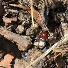 Melophorus rufoniger at Aranda, ACT - 14 Dec 2019 03:22 PM